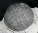 Psephichinus Urchin - Garsif, Morocco #23944-2